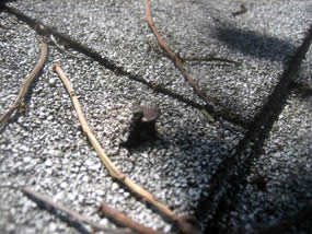 Roofing nails popping up - Roof Repair in Kansas City MO