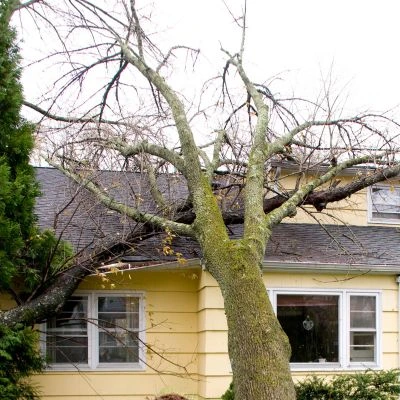 Large tree fallen onto a home causing visible roof damage