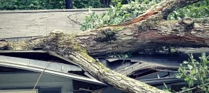Fallen tree on a residential  roof
